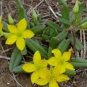 TALINUM caffra Fresh 20 Seeds