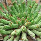 Euphorbia caput-medusae Fresh 10 Seeds