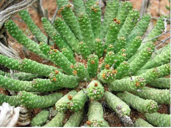 Euphorbia caput-medusae Fresh 10 Seeds