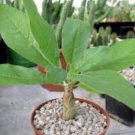 Sesamothamnus rivae Fresh Bonsai Ornamental Plants 4 Seeds