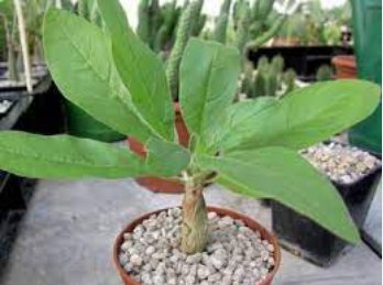Sesamothamnus rivae Fresh Bonsai Ornamental Plants 4 Seeds