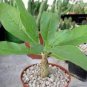 Sesamothamnus rivae Fresh Bonsai Ornamental Plants 4 Seeds