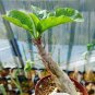 Sesamothamnus rivae Fresh Bonsai Ornamental Plants 4 Seeds