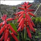 Lachenalia bulbifera Fresh Very Beautiful Flowers 20 Seeds