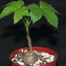 Cussonia natalensis Fresh Good bonsai plants 4 Seeds