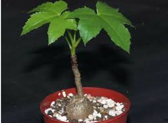 Cussonia natalensis Fresh Good bonsai plants 4 Seeds