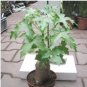 Cussonia natalensis Fresh Good bonsai plants 4 Seeds