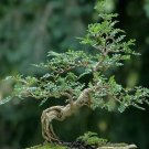 Operculicarya decaryi Fresh Seeds Good bonsai plants 4 Seeds