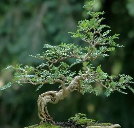 Operculicarya decaryi Fresh Seeds Good bonsai plants 4 Seeds