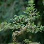 Operculicarya decaryi Fresh Seeds Good bonsai plants 4 Seeds