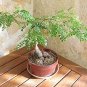 Operculicarya decaryi Fresh Seeds Good bonsai plants 4 Seeds