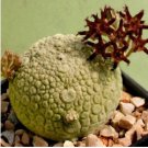 Pseudolithos sphaericus Fresh Good plants 4 Seeds