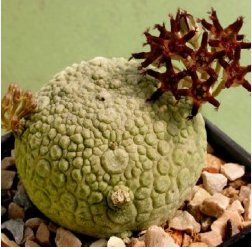 Pseudolithos sphaericus Fresh Good plants 4 Seeds
