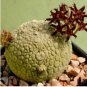 Pseudolithos sphaericus Fresh Good plants 4 Seeds