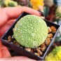 Pseudolithos sphaericus Fresh Good plants 4 Seeds