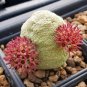 Pseudolithos sphaericus Fresh Good plants 4 Seeds