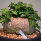 Gerrardanthus macrorrhizus Lovely potted plants 10 Seeds