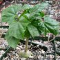 Gerrardanthus macrorrhizus Lovely potted plants 10 Seeds