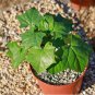 Gerrardanthus macrorrhizus Lovely potted plants 10 Seeds