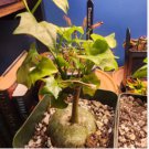 Gerrardanthus macrorrhizus Rare succulents 4 Seeds
