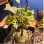 Gerrardanthus macrorrhizus Rare succulents 4 Seeds