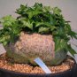 Gerrardanthus macrorrhizus Rare succulents 4 Seeds