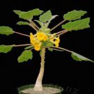 Uncarina roeoesliana Bonsai plant 4 Seeds