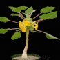 Uncarina roeoesliana Bonsai plant 4 Seeds