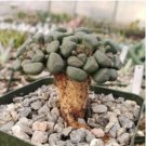 Aloinopsis schooneesii Bonsai plant Rare succulents 40 Seeds