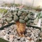 Aloinopsis schooneesii Bonsai plant Rare succulents 40 Seeds