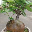 Ibervillea sonorensis Bonsai plant 4 Seeds