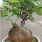Ibervillea sonorensis Bonsai plant 4 Seeds
