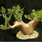 Commiphora campestris Bonsai plant 4 Seeds
