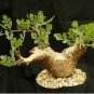 Commiphora campestris Bonsai plant 4 Seeds