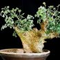 Commiphora campestris Bonsai plant 4 Seeds