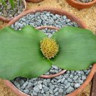 Massonia depressa 20 Seeds