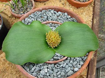 Massonia depressa 20 Seeds