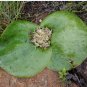 Massonia depressa 20 Seeds