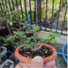 Othonna triepneriana Bonsai plant Rare succulents 20 Seeds