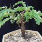 Othonna triepneriana Bonsai plant Rare succulents 20 Seeds