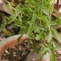Kedrostis africana 10 Seeds
