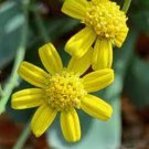 Othonna retrorsa 20 Seeds