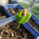 Cyphostemma roseiglandulosum 10 Seeds