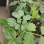 Cyphostemma roseiglandulosum 10 Seeds