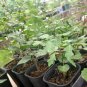 Cyphostemma roseiglandulosum 10 Seeds