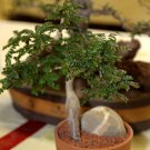 Operculicarya borealis 10 Seeds
