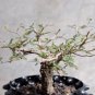 Operculicarya borealis 10 Seeds