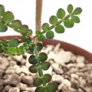 Operculicarya hirsutissima 10 Seeds
