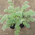 Pelargonium appendiculatum 10 Seeds
