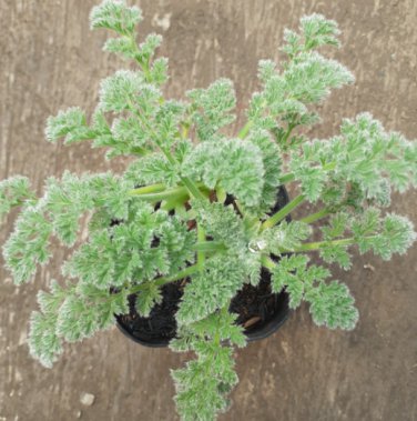 Pelargonium appendiculatum 10 Seeds